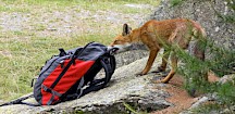 Ein Rotfuchs zieht an einem Rucksack. Darin scheint es gut zu riechen. Rotfuchs stielt Rucksack