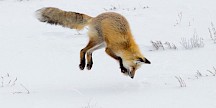 EIn Fuchs springt kopfüber in den Schnee. Fuchssprung im Schnee