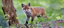 Ein junger Rotfuchs im Wald. Junger Rotfuchs