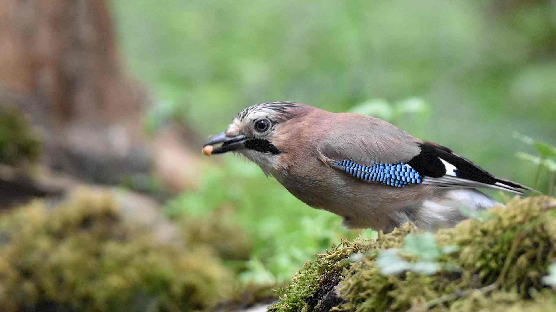 Was macht eigentlich der Eichelhäher übers Jahr? Headerbild