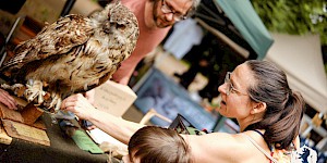 Der Uhu von Karl (Wildnisschule Heidefeuer) begeistert jedes Jahr aufs Neue. 2024 Uhu