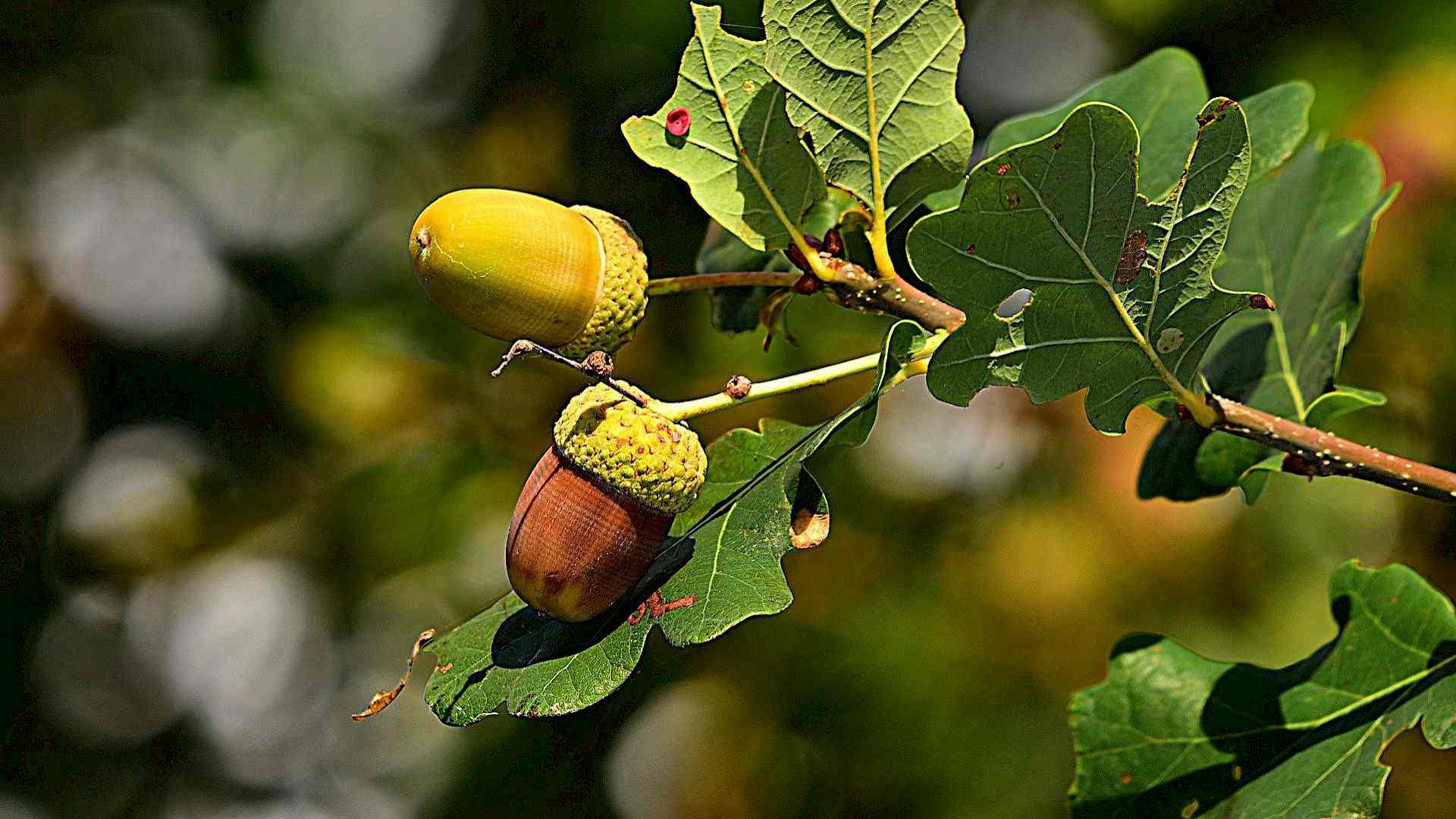 Was macht eigentlich die Stieleiche im Herbst? Headerbild