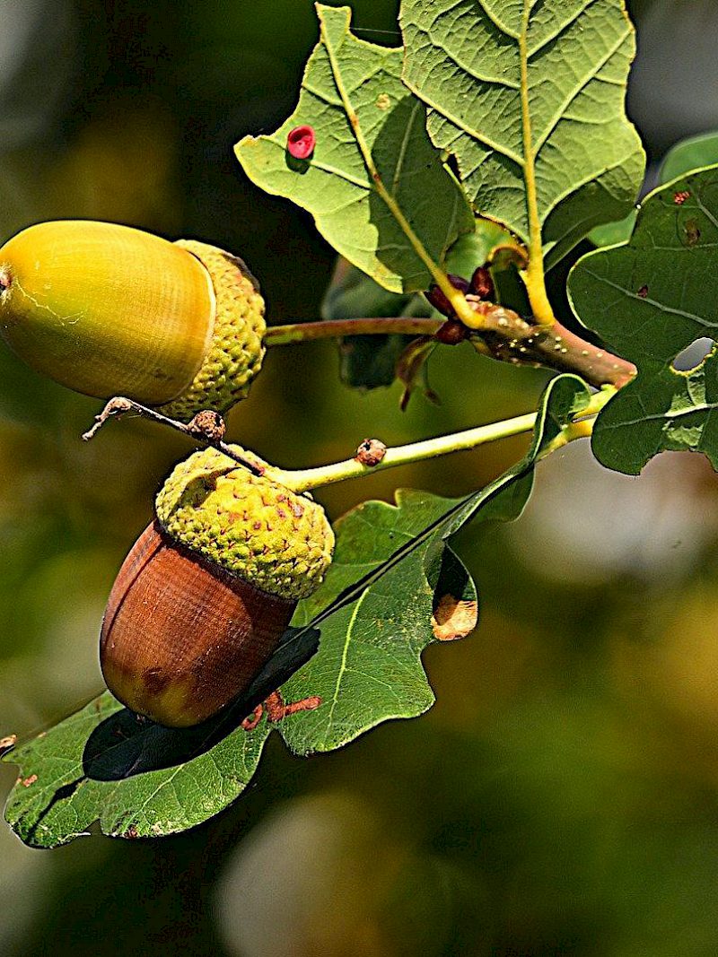 Was macht eigentlich die Stieleiche im Herbst?