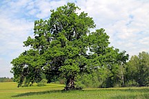 Eine freistehende Stieleiche. Stieleiche Baum
