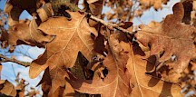 Das Herbstlaub der Stieleiche und die Knospen fürs nächste Jahr. Stieleiche Herbstlaub