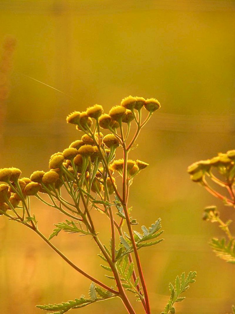 Was macht eigentlich der Rainfarn im Sommer?