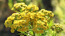 Rainfarn Blüten