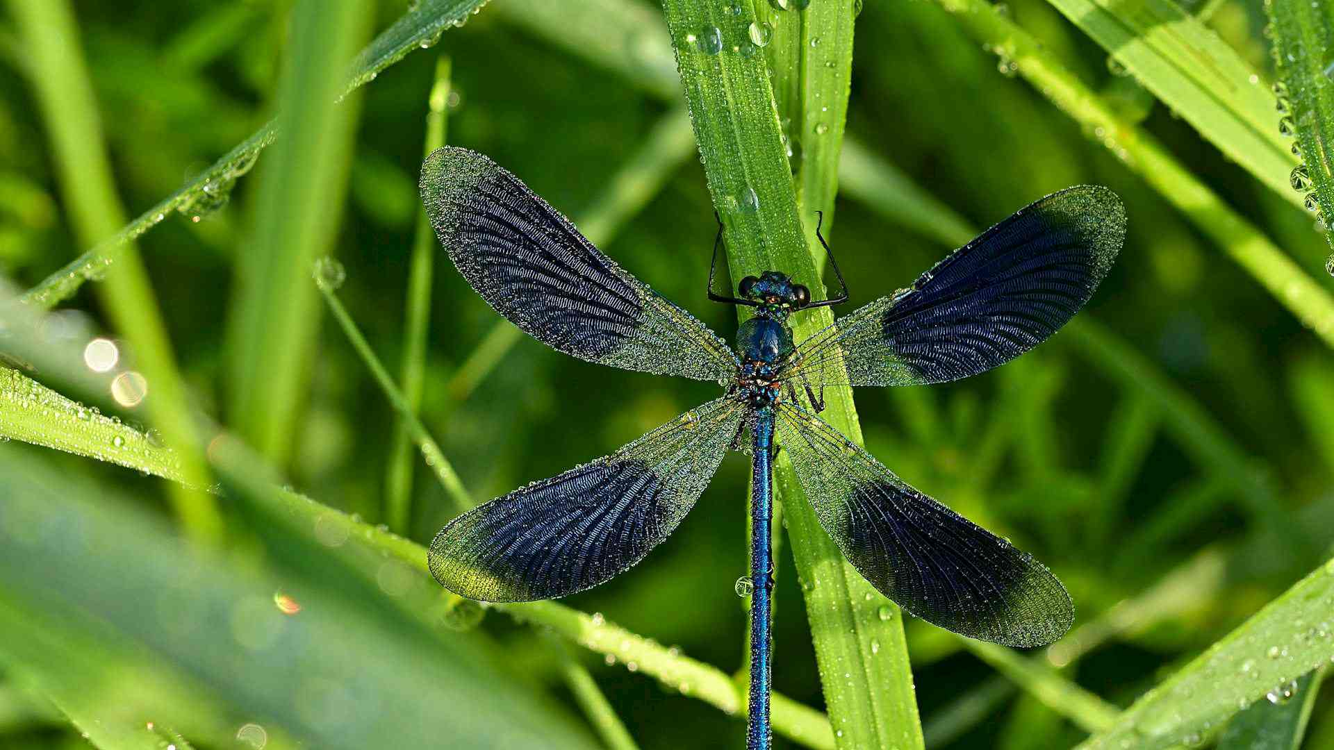 Was macht eigentlich die Gebänderte Prachtlibelle übers Jahr? Headerbild