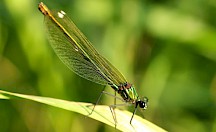 Gebänderte Prachtlibelle Weibchen