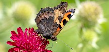 Ein Kleiner Fuchs sitzt auf einer Blüte. Kleiner Fuchs