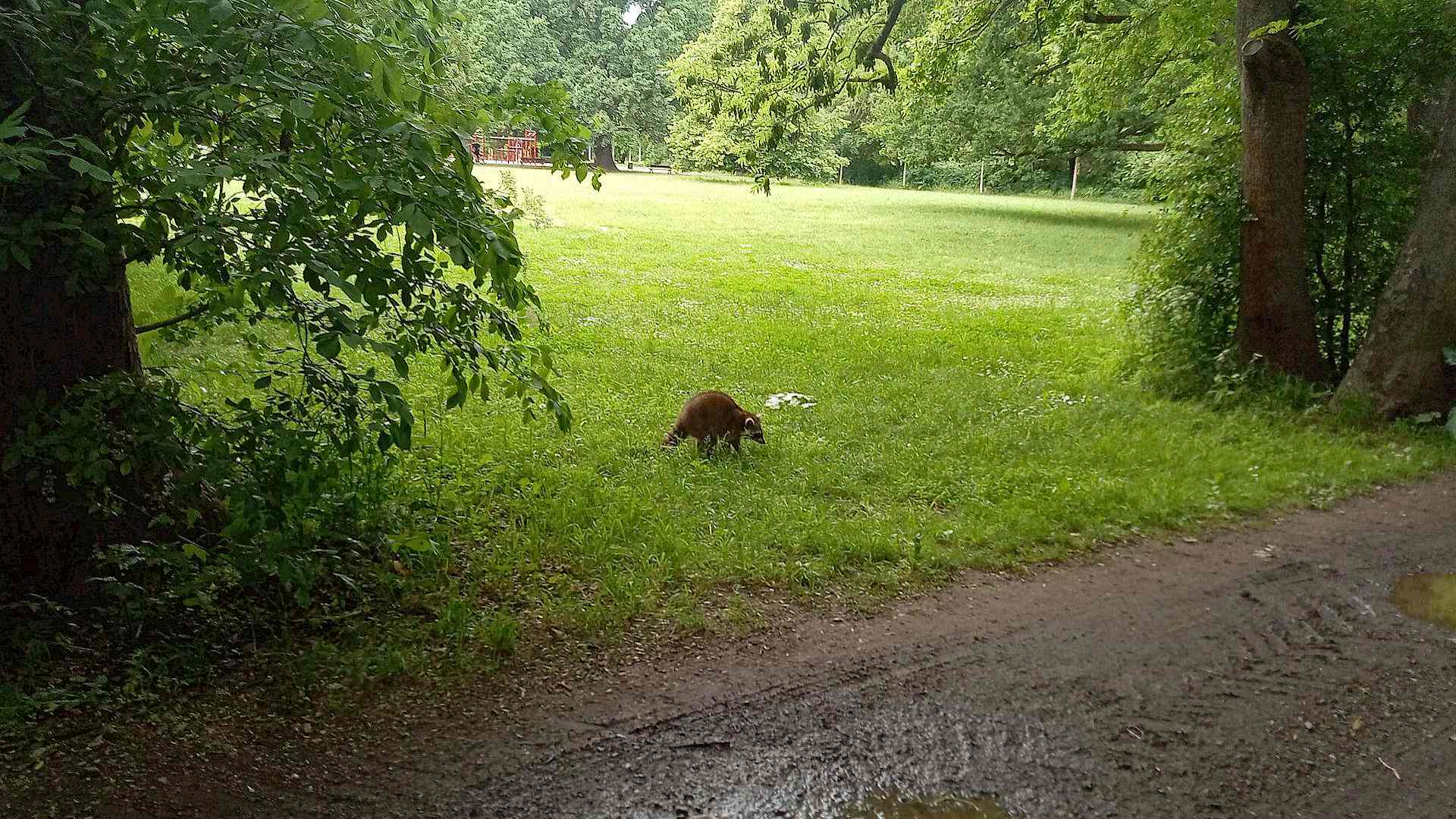 Tierkrankheit Staupe im Leipziger Auwald Headerbild