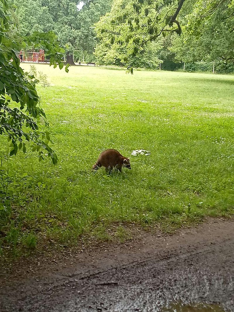 Tierkrankheit Staupe im Leipziger Auwald