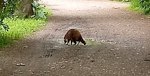 Ein Waschbär läuft auf dem Waldweg. Waschbär Weg