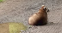 Ein Waschbär sitzt neben einer Pfütze. Waschbär sitzt