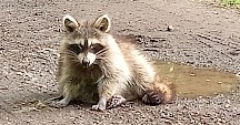 Ein Waschbär mit Staupe sitzt auf einem Waldweg. Waschbär Staupe