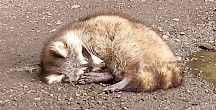 Ein Waschbär hat sich auf dem Waldweg zusammengerollt. Waschbär zusammengerollt