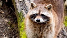 Ein Waschbär schaut in die Kamera. Waschbär