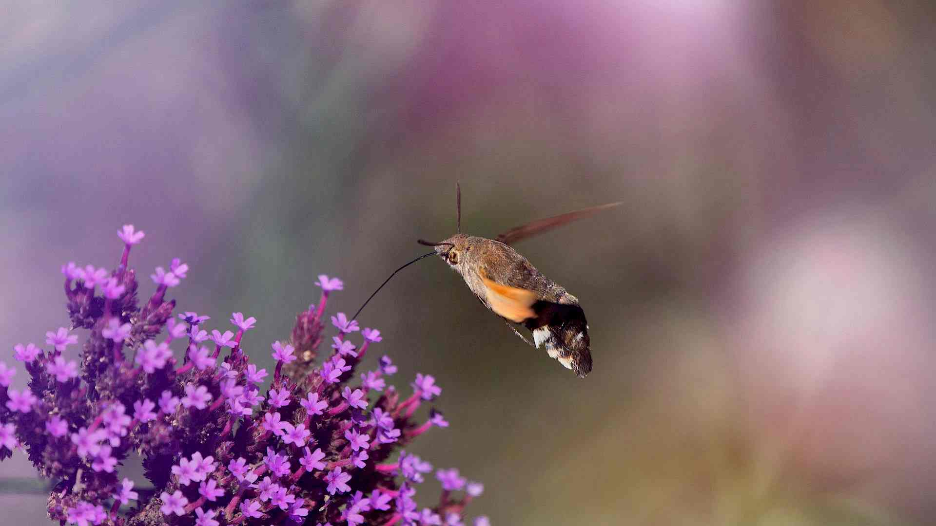 Was macht eigentlich das Taubenschwänzchen übers Jahr? Headerbild