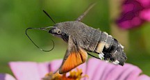 Ein Taubenschwänzchen über einer Blüte. Ein Taubenschwänzchen