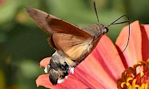 Ein Taubenschwänzchen von der Seite. Taubenschwänzchen seitlich
