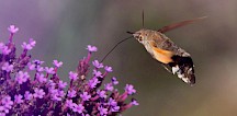 Ein Taubenschwänzchen mit ausgestreckten Rüssel. Taubenschwänzchen