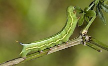 Die junge Raupe eines Taubenschwänzchens. Taubenschwänzchen Raupe