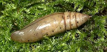 Die markante Puppe eines Taubenschwänzchens. Taubenschwänzchen Puppe