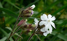 Die Blüten einer weißen Lichtnelke am Abend. Weiße Lichtnelke