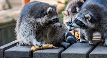 Eine Gruppe Waschbären hat Bananen erbeutet. Waschbären mit Banenen