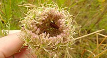 Eine Streifenwanze sitzt in der Blüte einer Wilden Möhre. Streifenwanze in Doldenblüte