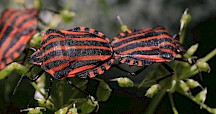 Zwei Streifenwanzen paaren sich. Männchen und Weibchen sehen beide gleich aus. Streifenwanze Paarung