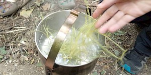 Wir kochen Weidenrindentee, ein natürliches Schmerzmittel. Topf mit Rinde
