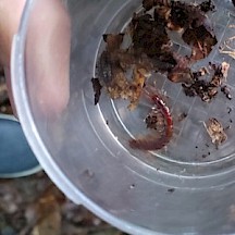 Wir haben einen Steinkriecher in die Becherlupe bugsiert. So kann er uns nicht zwicken! Steinkriecher in Becherlupe