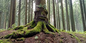 Fantasiespiel: Wer sind eigentlich die Bäume, die uns umgeben? Baumgeist