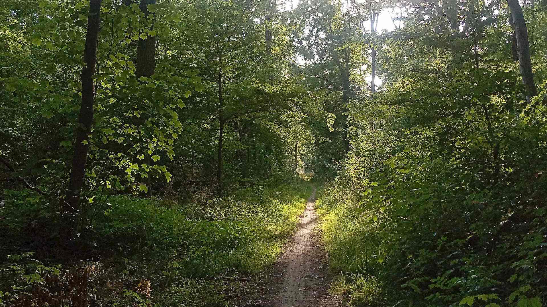 Heimische Bäume im Leipziger Auwald Headerbild