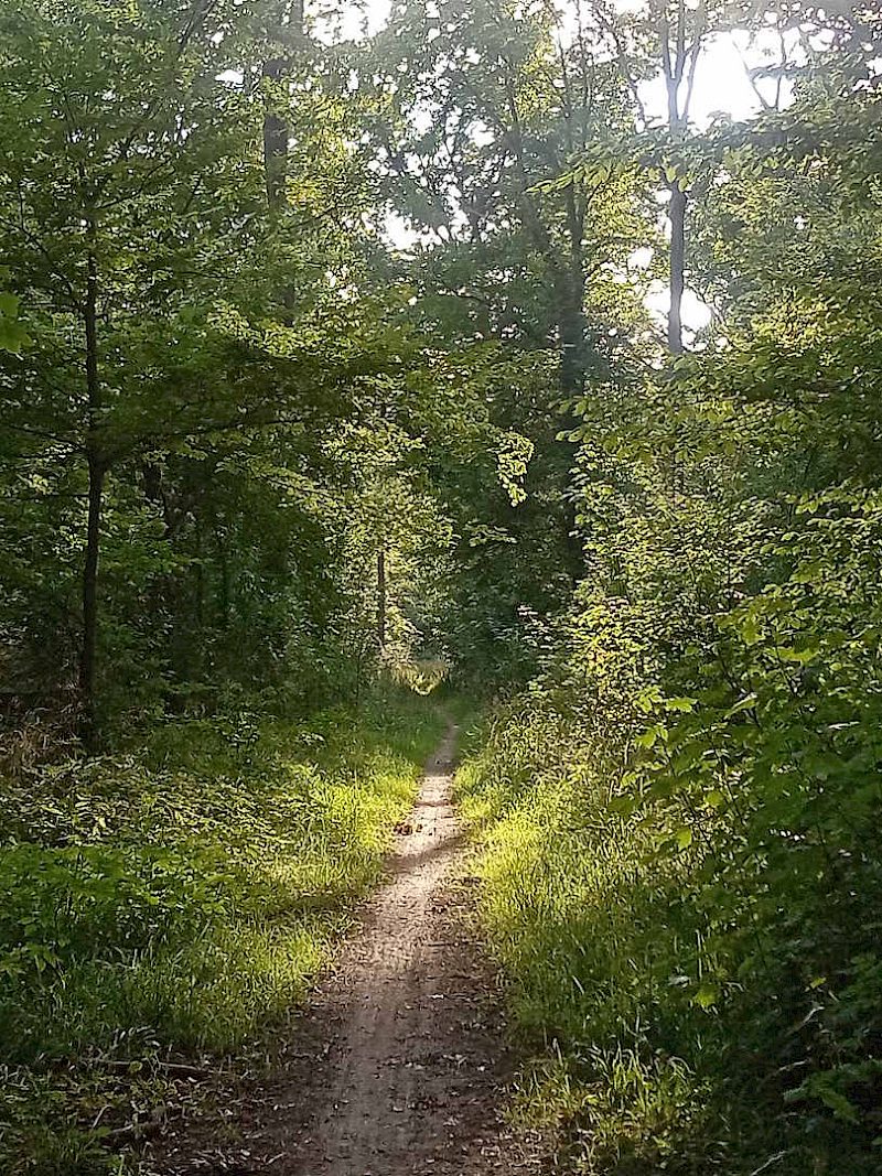 Heimische Bäume im Leipziger Auwald