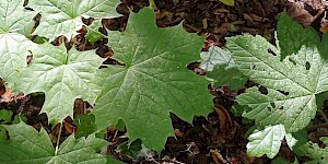 Das Blatt eines Spitzahorns. Spitzahorn