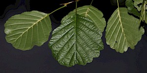 Das Blatt einer Schwarzerle. Schwarzerle Blatt