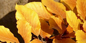 Die herbstlichen Blätter einer Rotbuche. Sie werden noch kräftig rostrot, daher ihr Name. Rotbuche