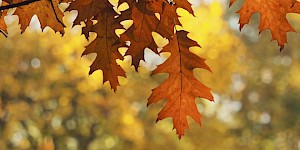 Die Herbstblätter der Roteiche. Roteiche
