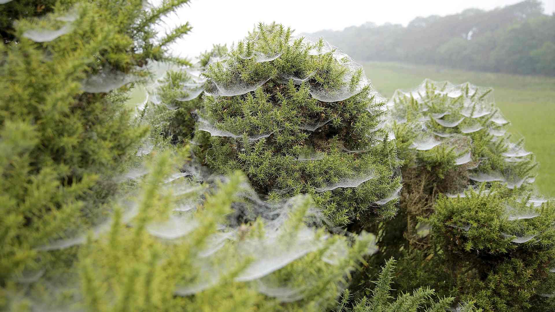 Was macht eigentlich die Gemeine Baldachinspinne im Herbst? Headerbild