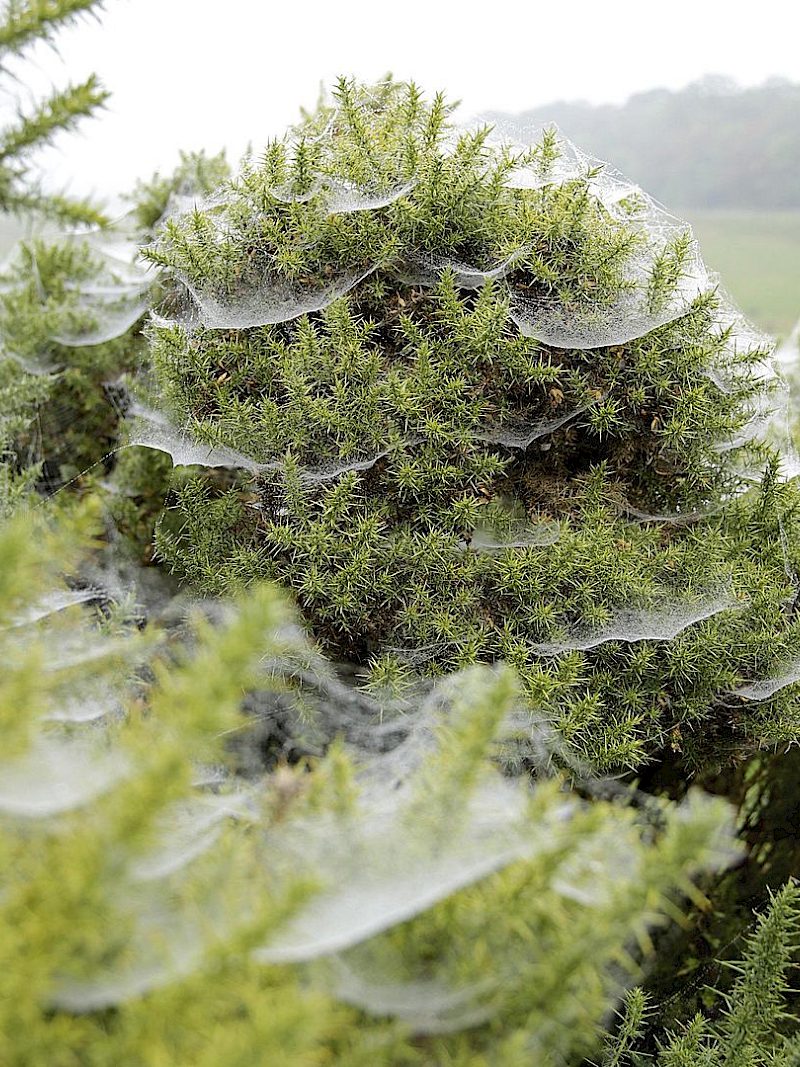 Was macht eigentlich die Gemeine Baldachinspinne im Herbst?