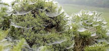 Typische Baldachinnetze in niedrigen Nadelbäumen. Spinnennetze