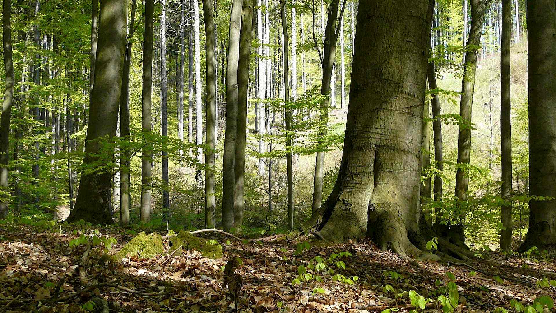 Was macht eigentlich die Rotbuche im Frühling? Headerbild