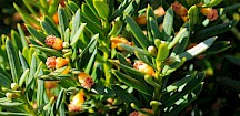 Eibe männliche Blüte