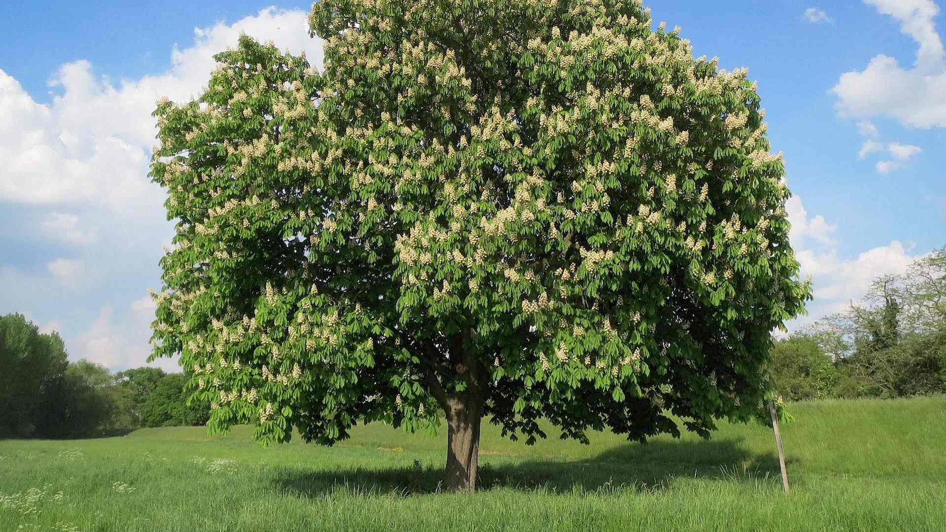 Was macht eigentlich die Gemeine Rosskastanie übers Jahr? Header-Bild