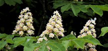 Rosskastanie Blüte weiß