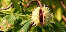 Rosskastanie Frucht in Schale