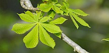 Rosskastanie Blatt