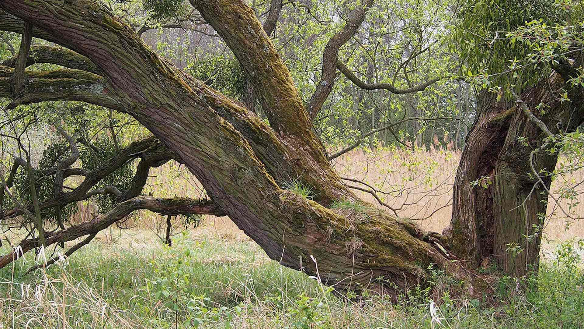Was macht eigentlich die Silberweide im Frühling? Headerbild